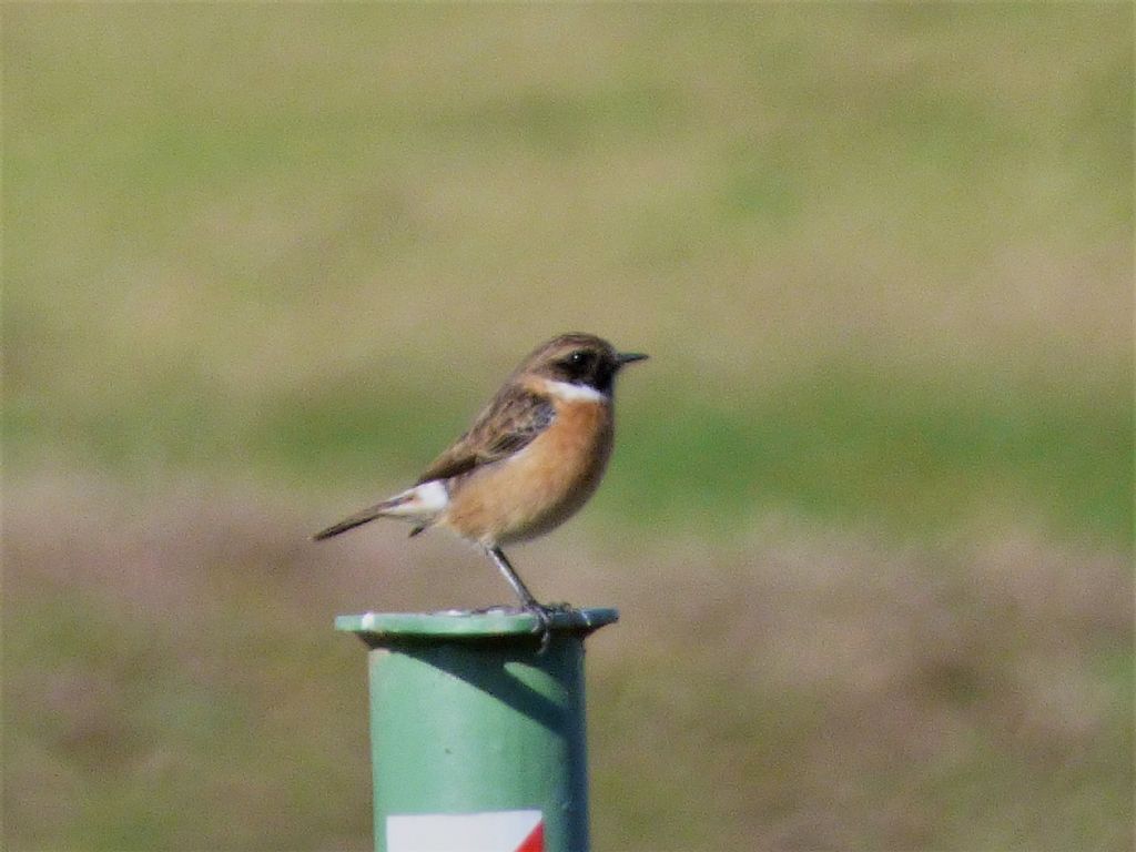 Saltimpalo (Saxicola torquatus)